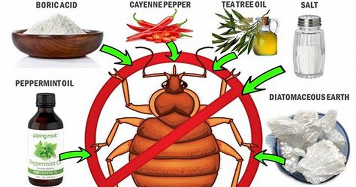 Home Remedy to Get Rid of Bugs on House