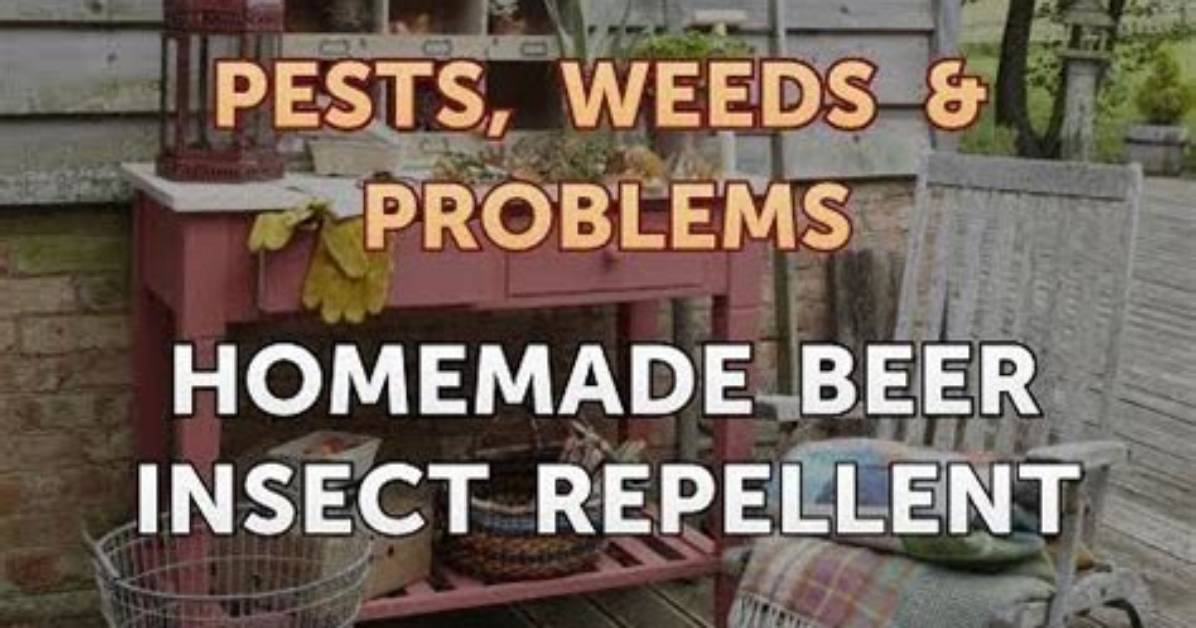 Homemade Beer Insect Repellent | Homesteady