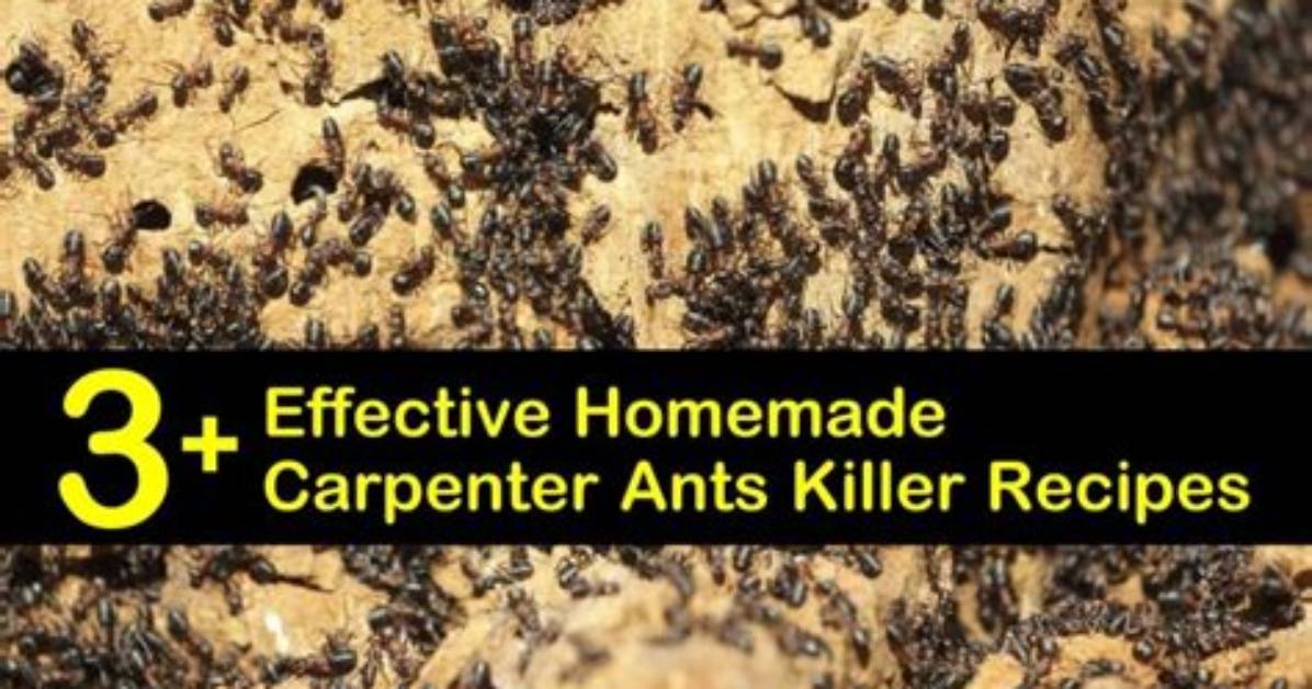 Homemade Carpenter Ant Killer