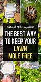 Homemade Mole Deterrent | Homesteady