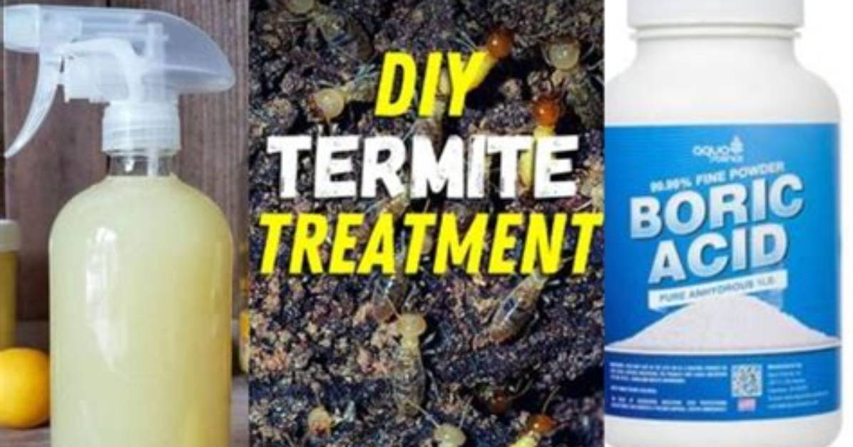Homemade Termite