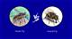 Horse Flies in the House