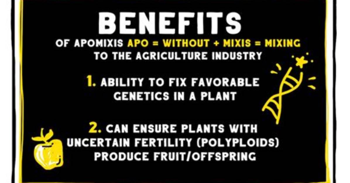How Are Apomictic Seeds Useful to Farmers?