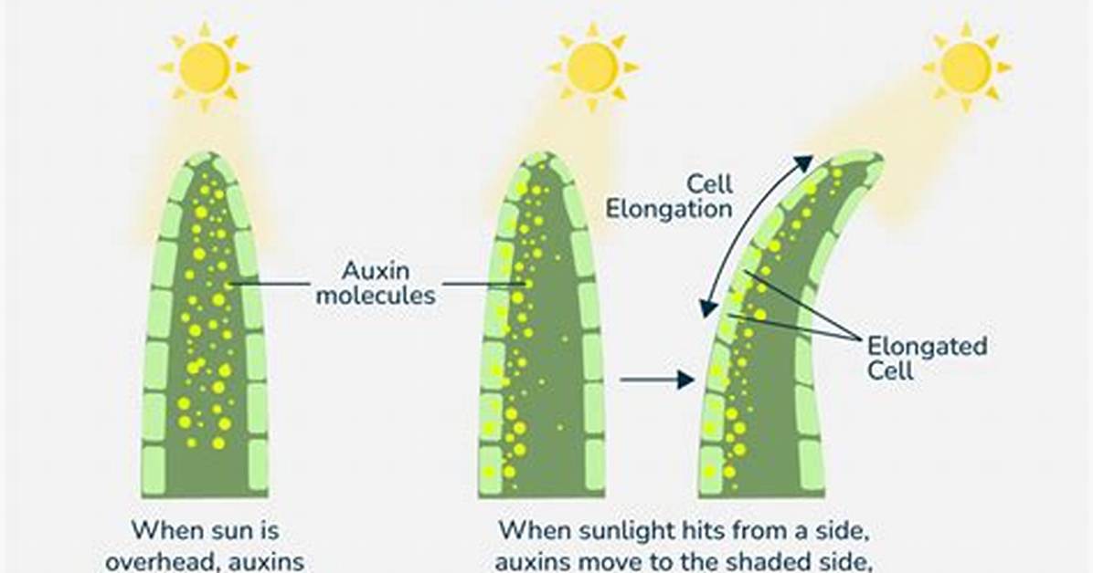 How Are Auxins Transported in Plants?