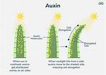 How Are Auxins Transported in Plants?