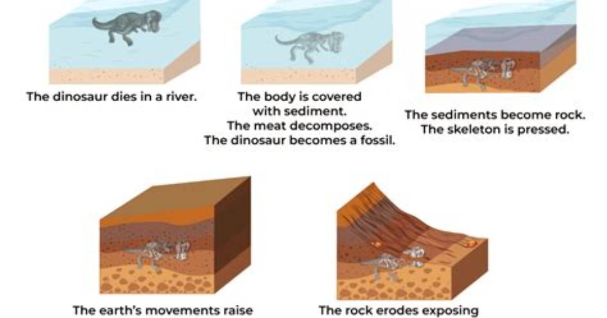 How Are Fossils Formed in Sedimentary Rocks