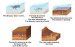 How Are Fossils Formed in Sedimentary Rocks