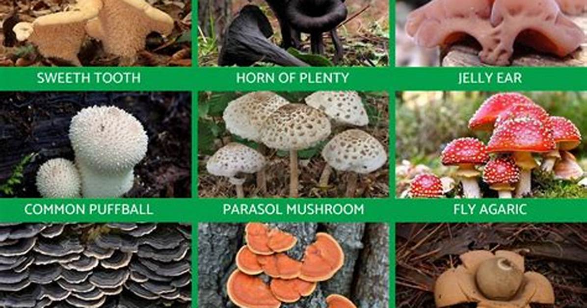 How Are Fungi Different from Animals