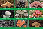 How Are Fungi Different from Animals