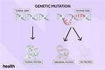 How Are Genetic Mutations Passed from Parent to Offspring?