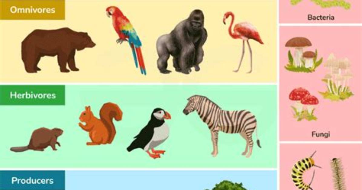 How Are Organisms Grouped in an Ecosystem