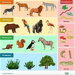 How Are Organisms Grouped in an Ecosystem