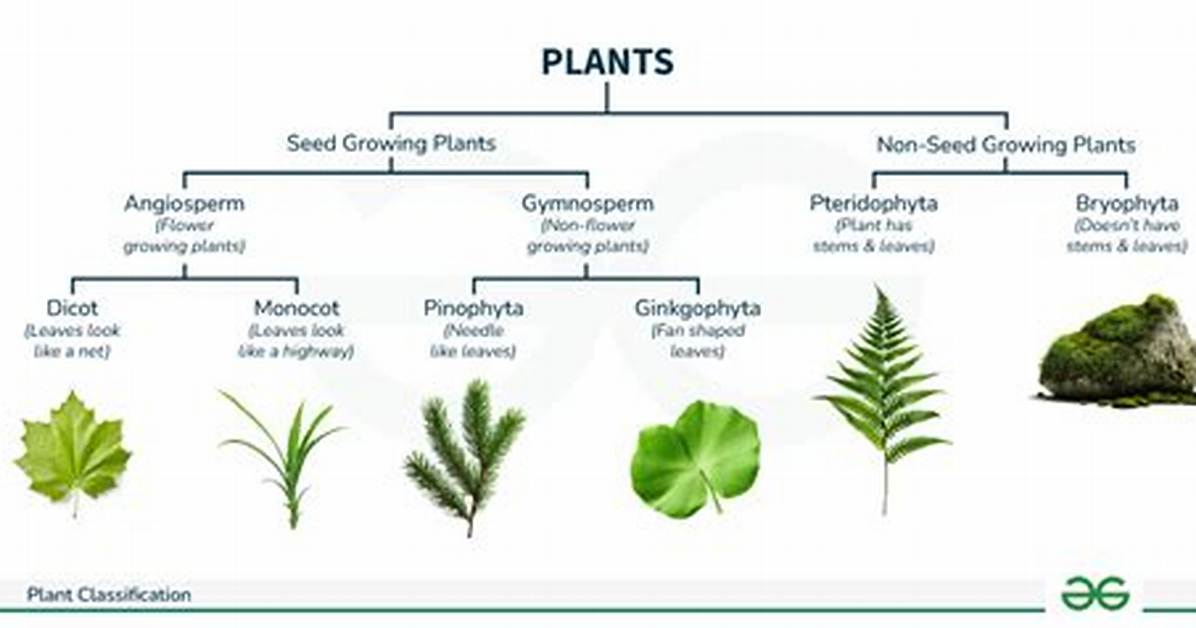 How Are Plants Classified in the Ecosystem