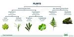 How Are Plants Classified in the Ecosystem