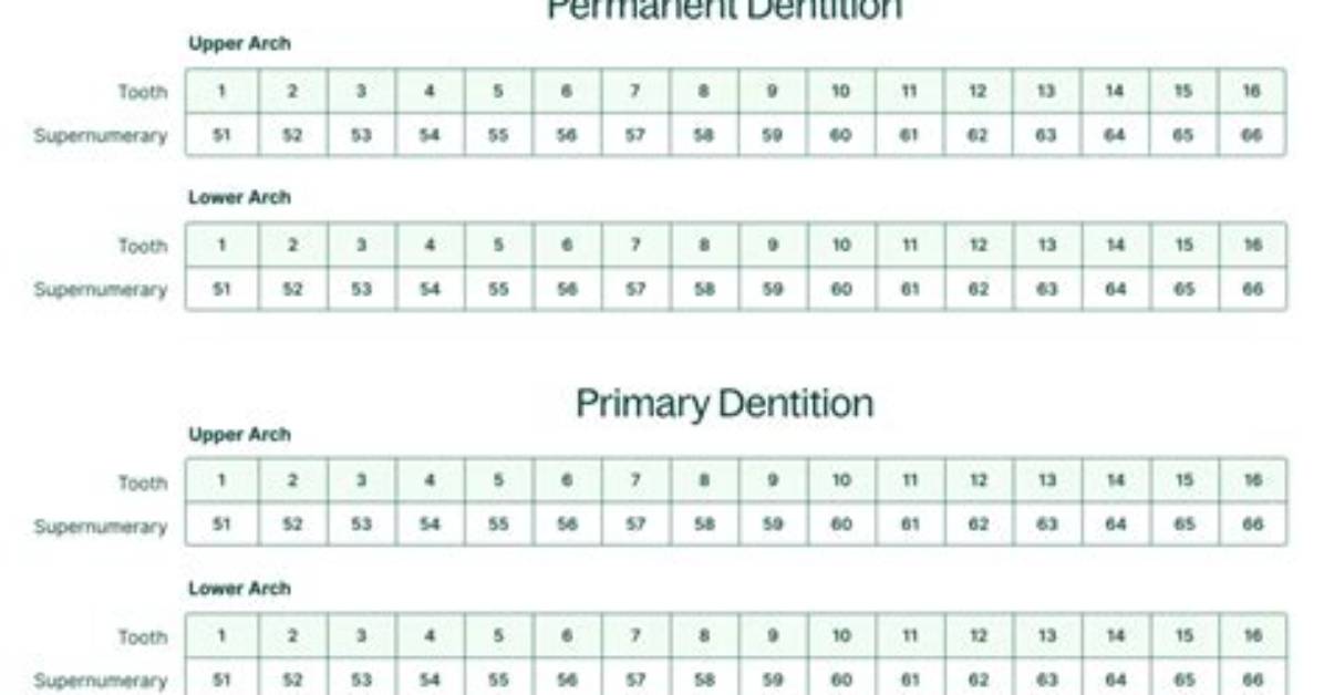 How Are Supernumerary Teeth Numbered?