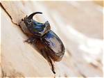 How Beetle Is Strong?
