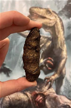How Big Is a Dinosaur Poop?