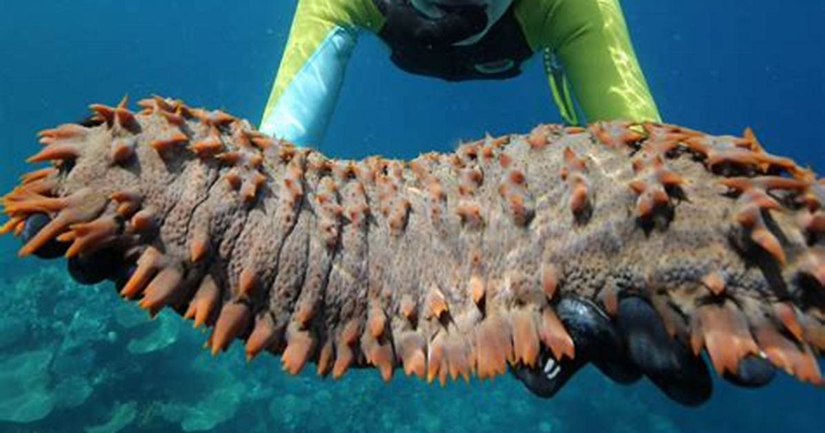 How Big Is a Sea Cucumber