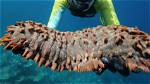 How Big Is a Sea Cucumber