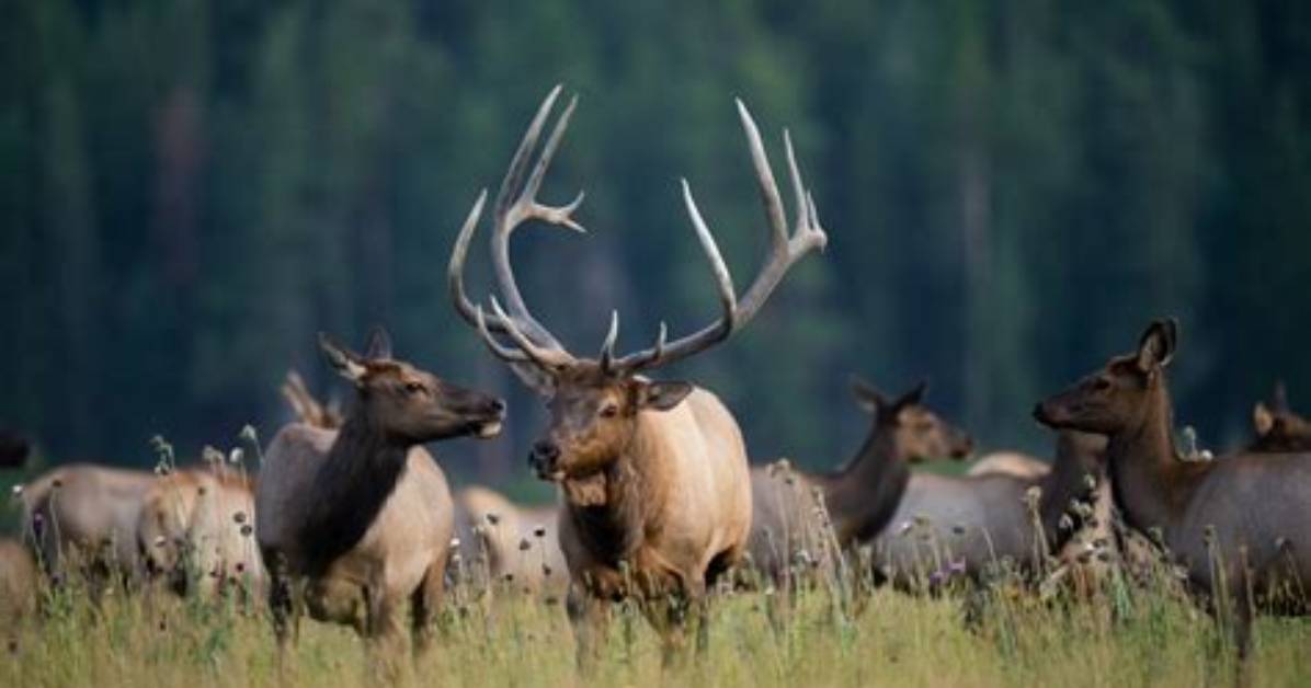 How Big Is the Elk Herd in Pa?