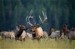 How Big Is the Elk Herd in Pa?