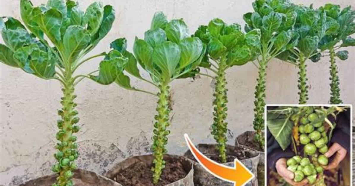 How Brussel Sprouts Grow in the Garden?