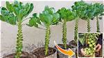 How Brussel Sprouts Grow in the Garden?