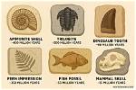 How Can Fossils Tell Us About the Past