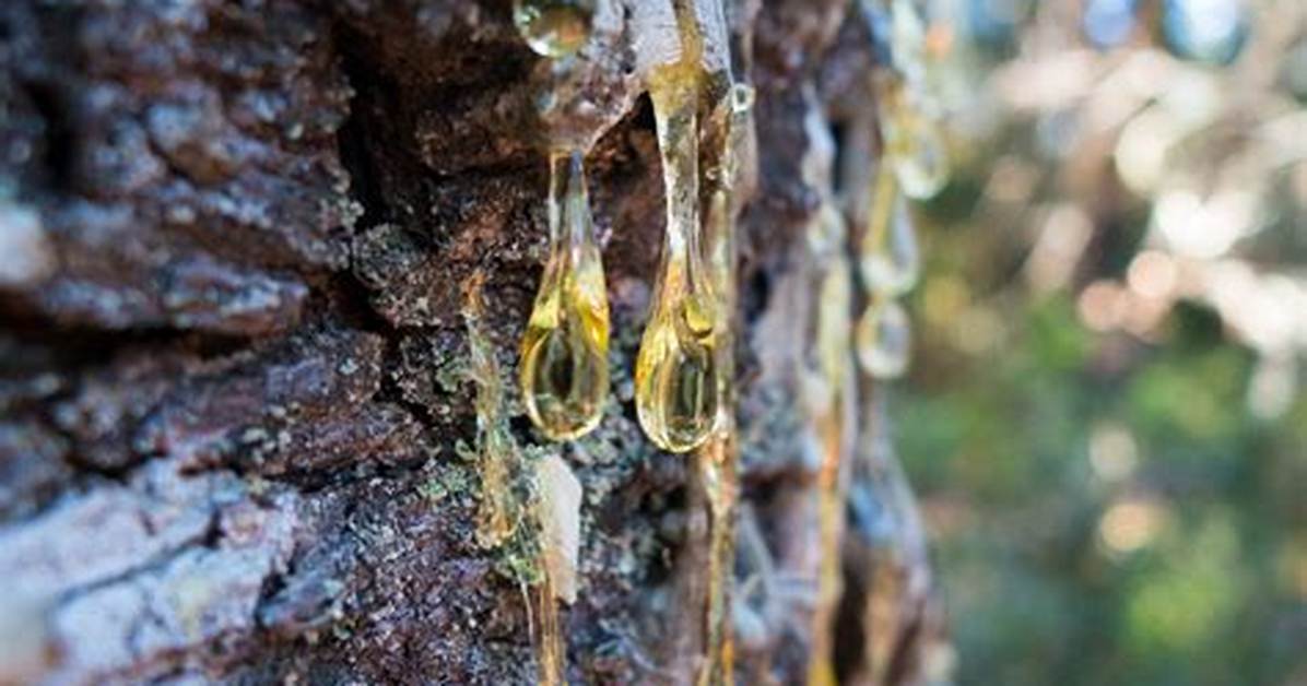 How Can I Get Tree Sap out of a Carpet?