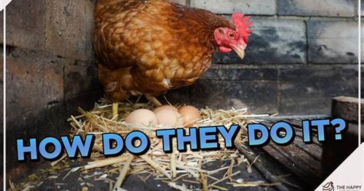 How Can I Make My Chickens Lay Eggs Faster?
