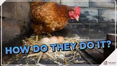 How Can I Make My Chickens Lay Eggs Faster?