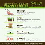 How Can I Make My Grass Thicker?