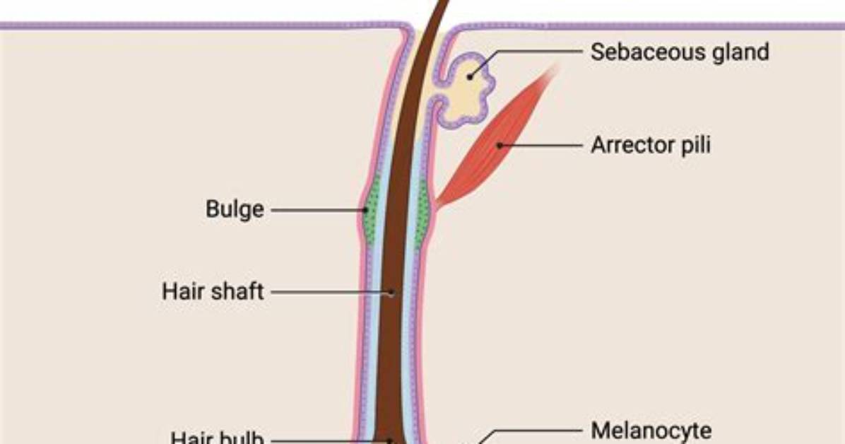 How Can I Open My Hair Follicles?