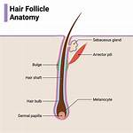 How Can I Open My Hair Follicles?