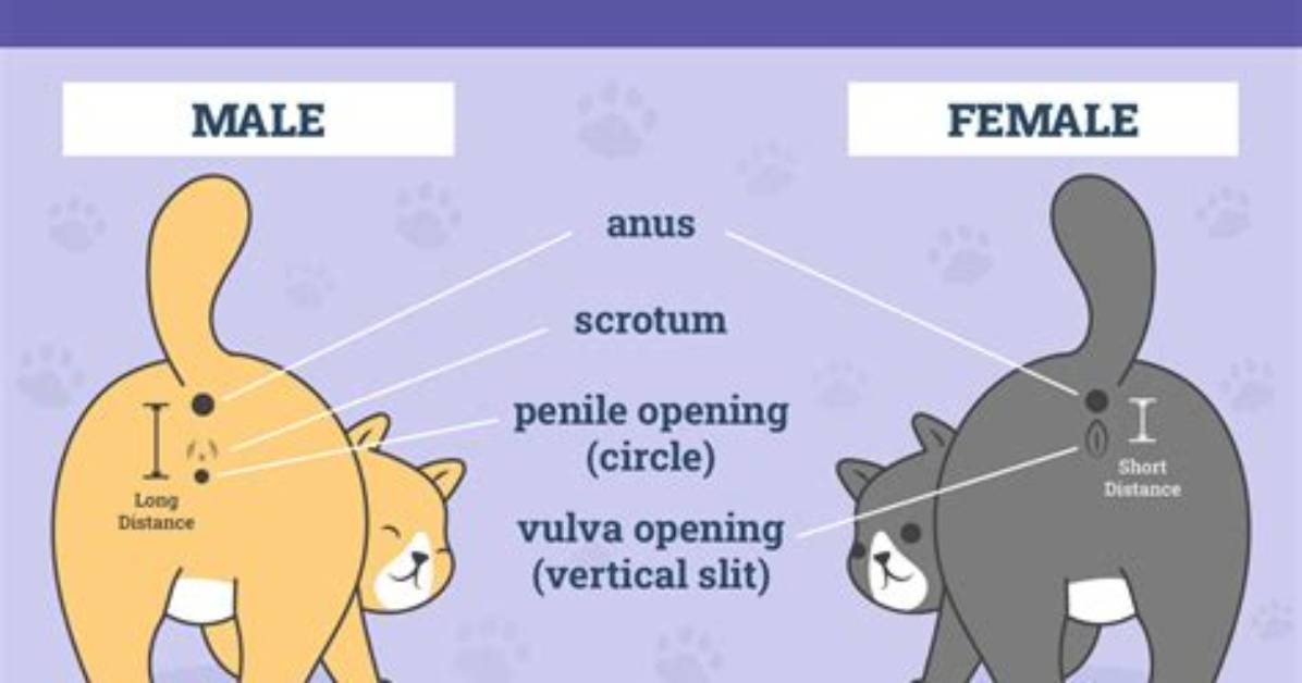 How Can I Tell If My Cat Is a Russian Blue?