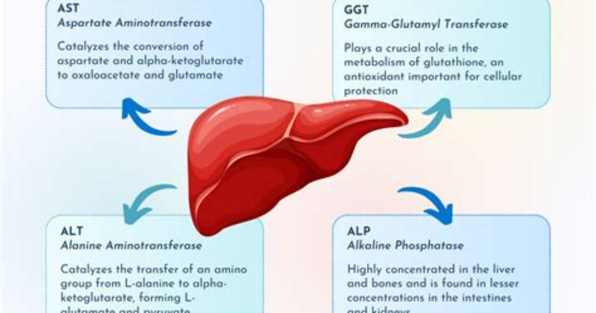 How Can You Lower Your Liver Enzymes?