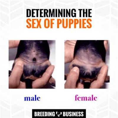 How Can You Tell If a Puppy Is Smart?