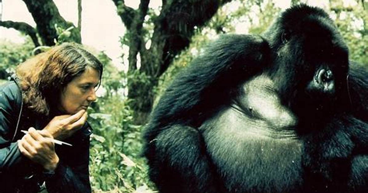 How Did Dian Fossey Die Murder by Wayne Mcguire Discussed in Cbs 60 Minutes