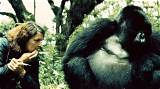 How Did Dian Fossey Die? Murder by Wayne Mcguire Discussed in Cbs 60 Minutes- What Happened?