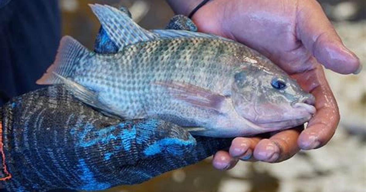 How Did Tilapia Get to Florida?