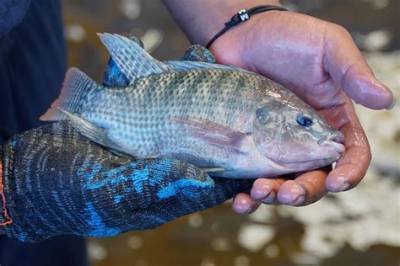 How Did Tilapia Get to Florida?