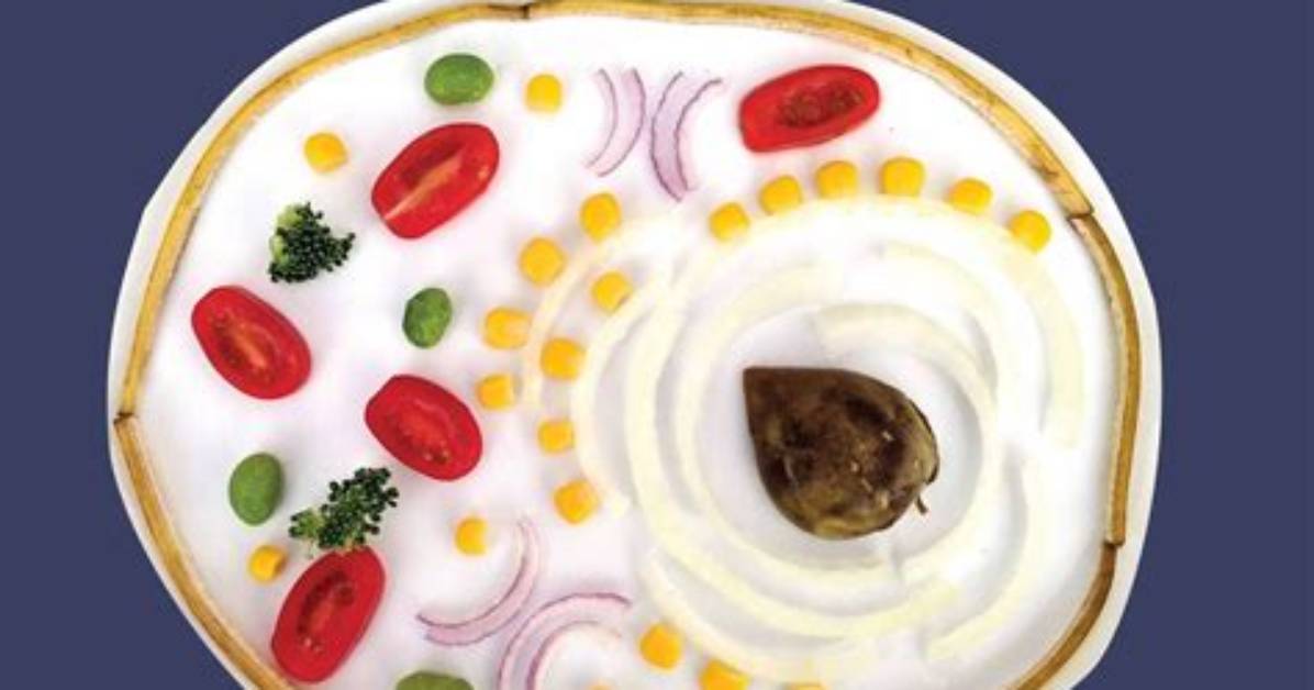 How Do Animal Cells Get Food