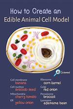 How Do Animal Cells Get Food