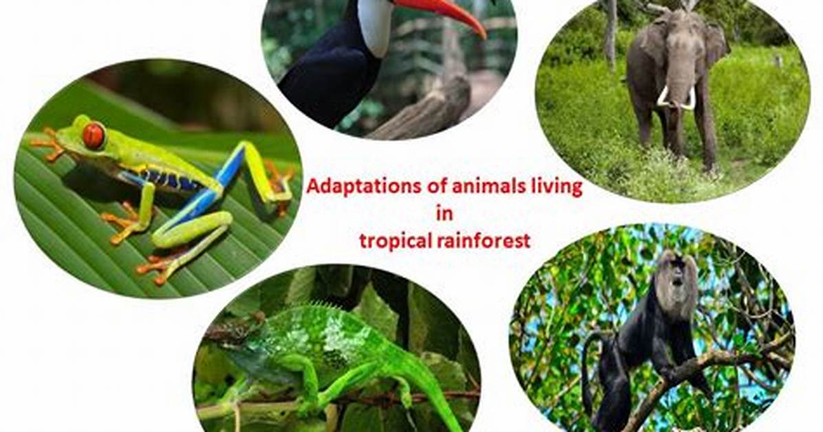 How Do Animals Adapt in the Tropical Rainforest