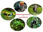 How Do Animals Adapt in the Tropical Rainforest