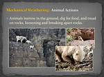 How Do Animals Cause Weathering