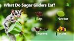 How Do Animals Store Sugar