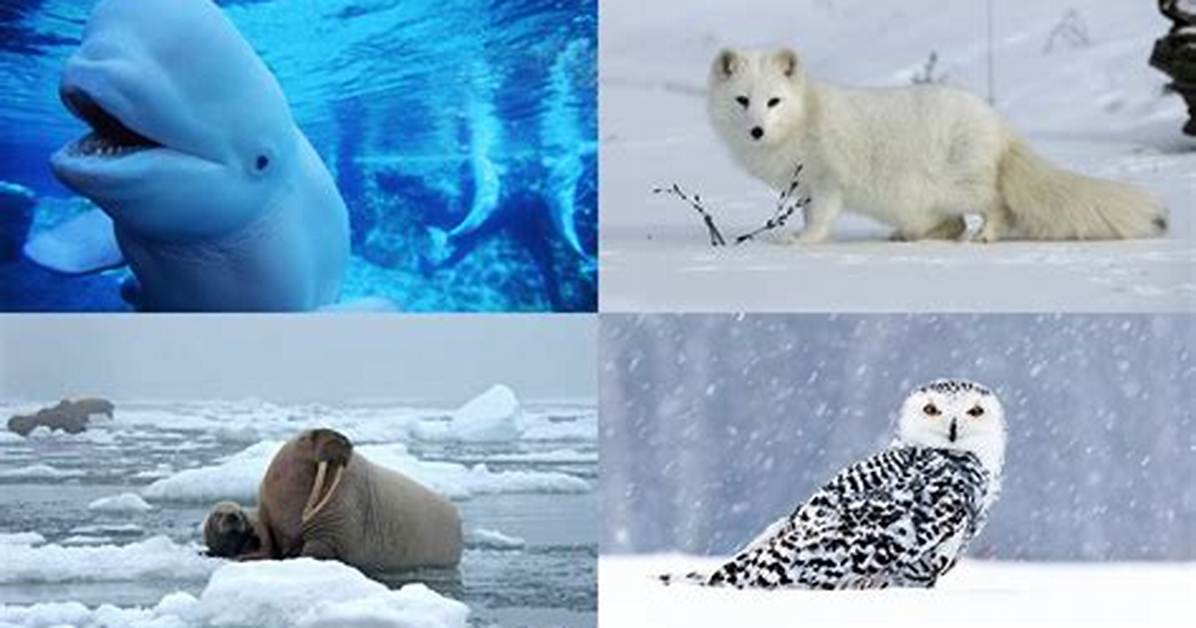 How Do Animals Survive in the Artic