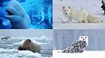 How Do Animals Survive in the Artic