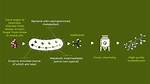 How Do Bacteria Get Rid of Waste